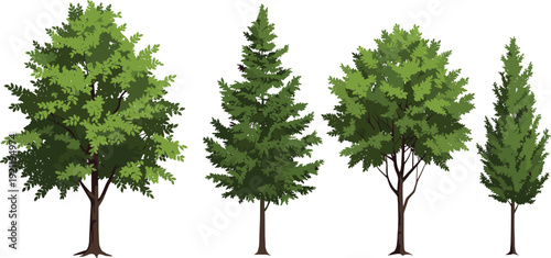 Set of four detailed green tree illustrations, broadleaf oak, coniferous pine, lush foliage maple and tall cypress trees vector clipart on white background