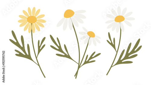 A charming collection of hand-drawn daisy and chamomile flowers with delicate petals and vibrant yellow centers, perfect for spring and summer designs.
