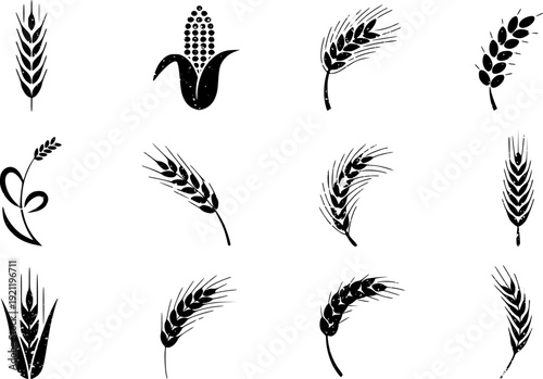 Collection of black wheat and corn ear with distressed texture white background grain