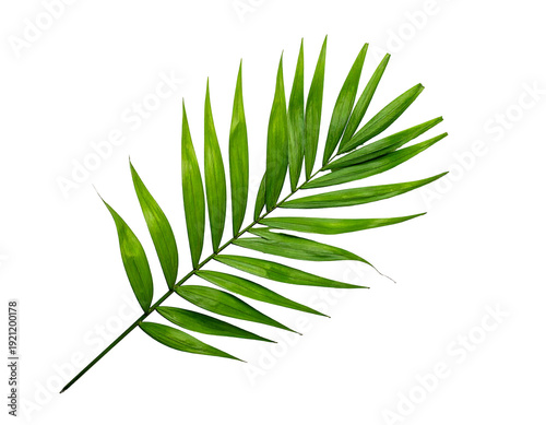 Wallpaper Mural Green palm leaf isolated on white background nature concept close up. Torontodigital.ca