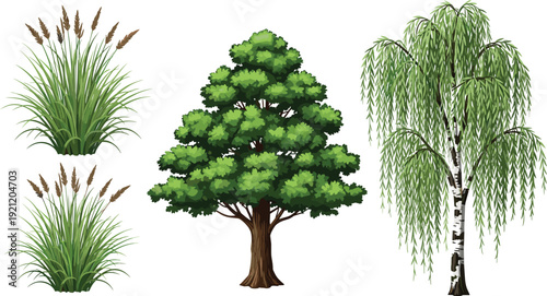 Green trees and grass plants collection with oak and willow, detailed botanical vector illustration set isolated on white background for landscape design