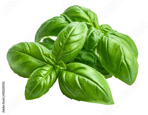 Fresh green basil leaves a fragrant herb for culinary use.