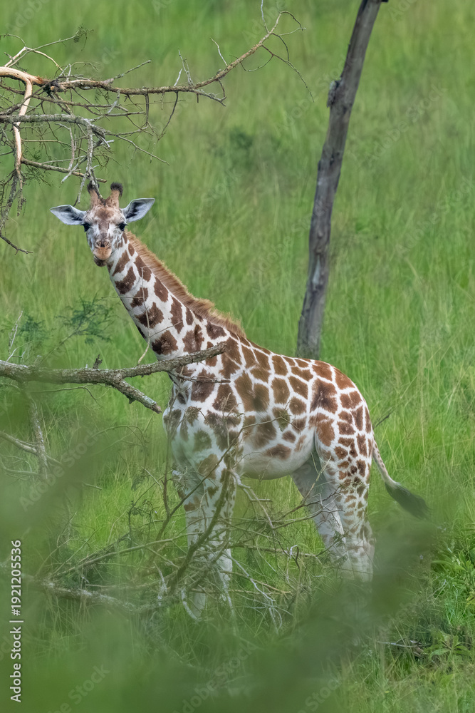 Obraz premium Nubian giraffe (Giraffa camelopardalis camelopardalis) in the plains.