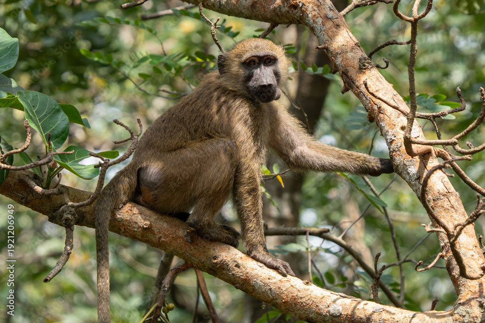 Fototapeta premium Detailed close-up portrait of an adult Olive baboon (Papio anubis) showing its powerful muzzle and intelligent eyes.