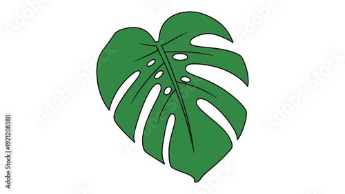 monstera leaf illustration with characteristic fenestrations isolated on white ideal for modern botanical and tropical design.