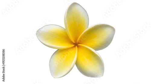 Tropical white and yellow frangipani plumeria flower isolated on white cutout