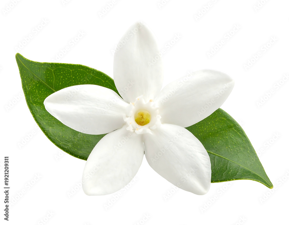 Fototapeta premium Close-up of a beautiful white jasmine flower with green leaves isolated on white background.