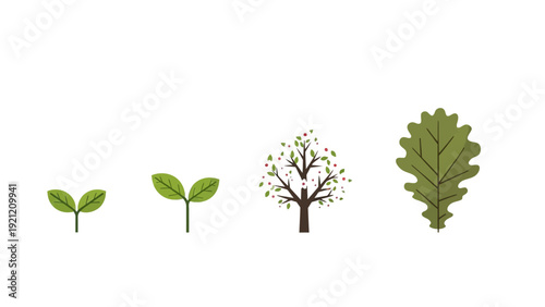 plant growth stages seedling young plant tree with berries green oak leaf symbolizing natural development life cycle ecology.
