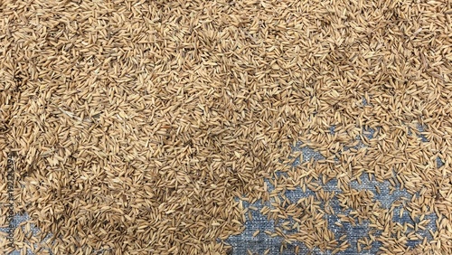 Bild auf Leinwand Vast expanse of raw, golden rice kernels drying under the sun, a traditional met