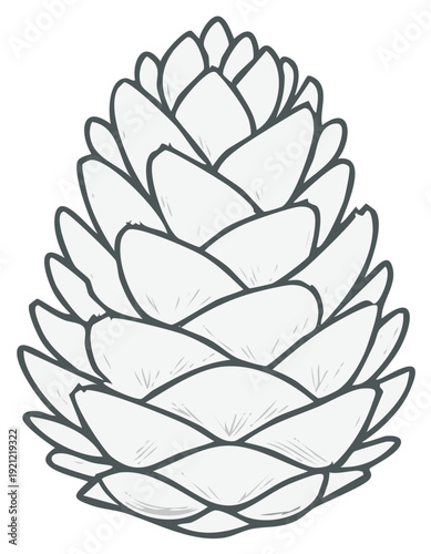Detailed hand drawn illustration of a pine cone with layered scales and organic texture