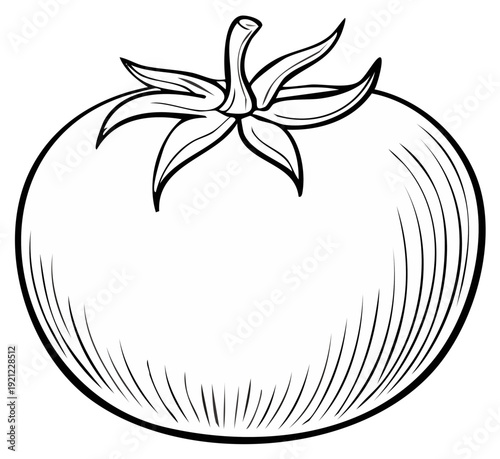 Ink drawing of a ripe tomato, isolated on white, illustration