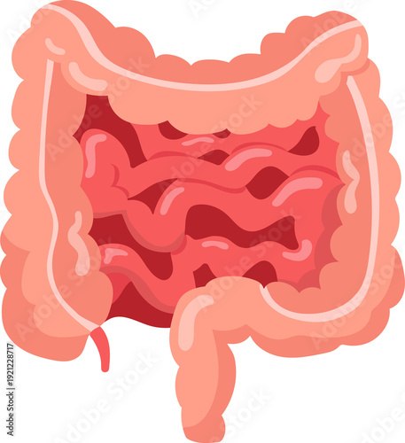 Large intestine and small intestine