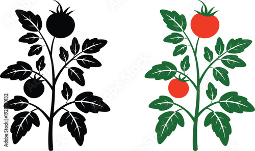 Tomato plant silhouette and colored botanical vector illustration for gardening agriculture organic food and farm design