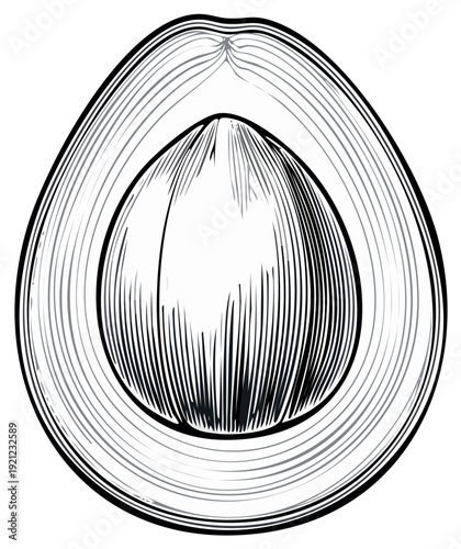 Cross section illustration of a ripe avocado, cut open to reveal the seed