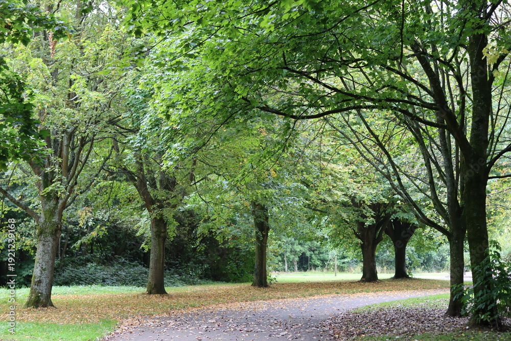 Fototapeta premium Path through a park surrounded by trees