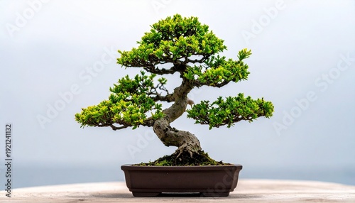 Wallpaper Mural Bonsai Tree in Shallow Container – Art of Miniature Cultivation Torontodigital.ca