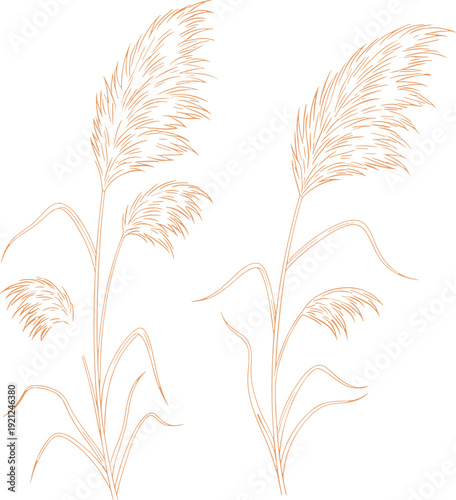 Pampas grass botanical outline set, boho reed plants isolated for minimalist decor design, flat vector illustration