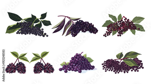 Clean vector illustration of half sliced elderberry, detailed botanical fruit cross section with seeds and pulp isolated on white background, minimalist organic ingredient design for nutrition
