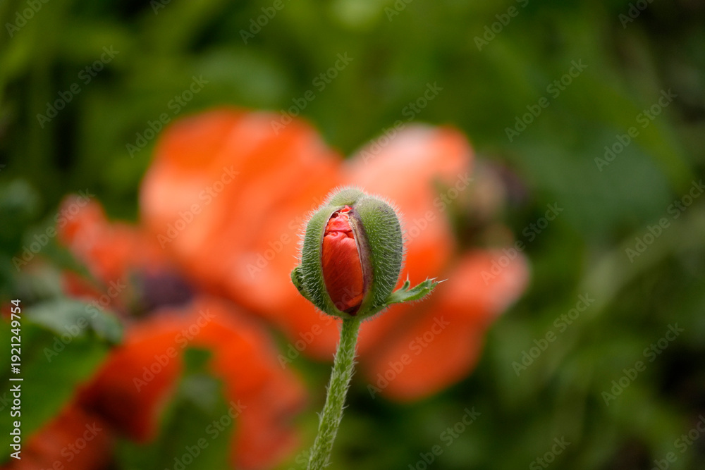 Obraz premium Giant red poppy flower in Ushuaia Tierra del Fuego Patagonia