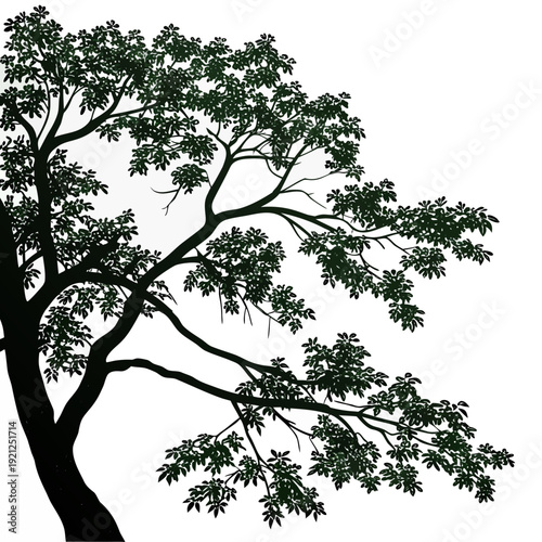 Lush Green Foliage Against a Bright White Background.