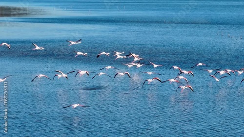 Cinematic drone shot of pink flamingos flying fast low over the blue water of a wetland lagoon in Corfu island Greece capturing the motion of wings and water splashes