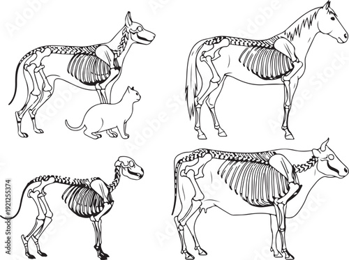 Comparative animal anatomy line drawings: dog, cat, horse, and cow skeletons side-by-side on a white background for education. , Generative Ai