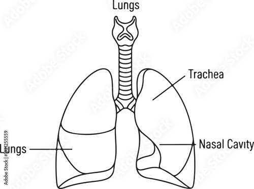 Line art diagram of human lungs and trachea, depicting the respiratory system's main components. , Generative Ai