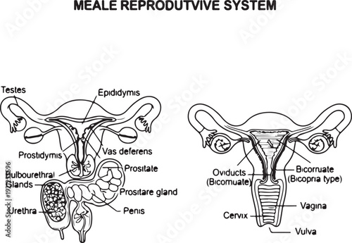 Detailed line art comparison of human male and female reproductive anatomy, including key organs and structures. , Generative Ai
