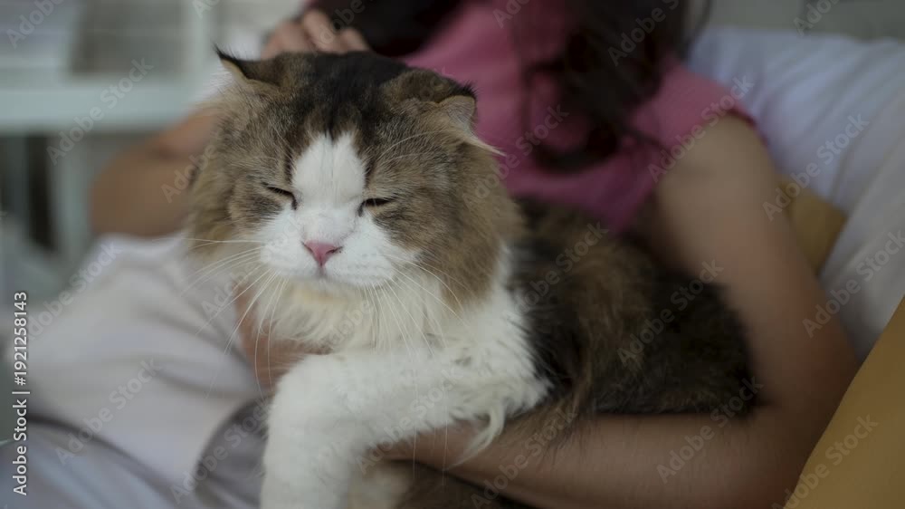 custom made wallpaper toronto digitalThe pretty woman is take care her cat at home. Pet, lifestyle, leisure activity.