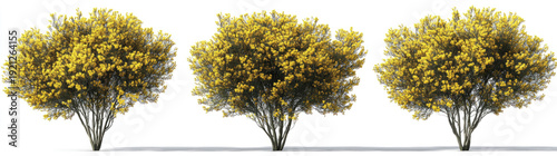 yellow blooming acacia trees on a transparent background, 