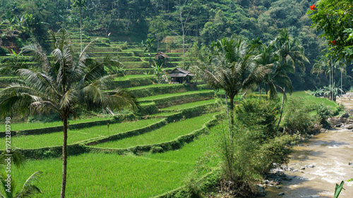 Rice Plantations in Java. Indonesia 