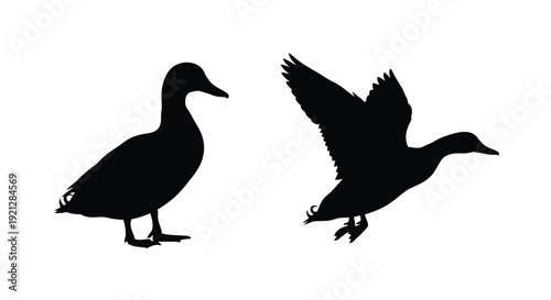 Two ducks in contrasting poses a striking black silhouette