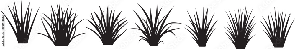 Fototapeta premium Silhouette of cattails or bulrushes plants