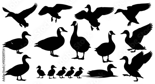 vector duck and goose silhouettes a comprehensive collection of waterfowl flying standing and swimming including ducklings.