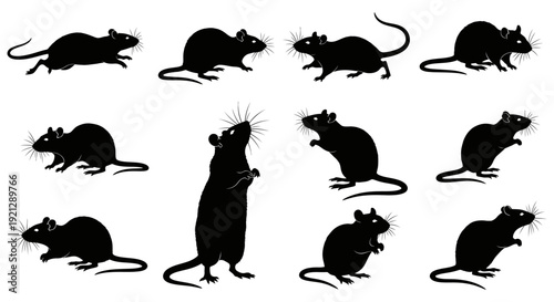 vector illustration of black rat silhouettes in diverse poses isolated on white for rodent control science and design.