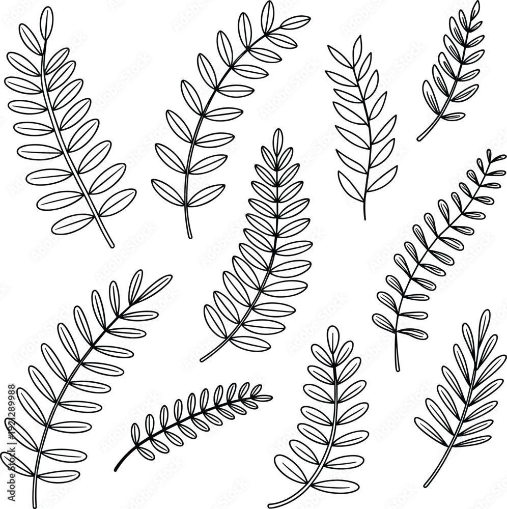 Fototapeta premium Hand Drawn Fern Leaf Illustrations on White Background Simple Botanical Vector Art