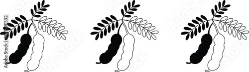Tamarind Pods on Branch Black and White Illustration Stock Graphic