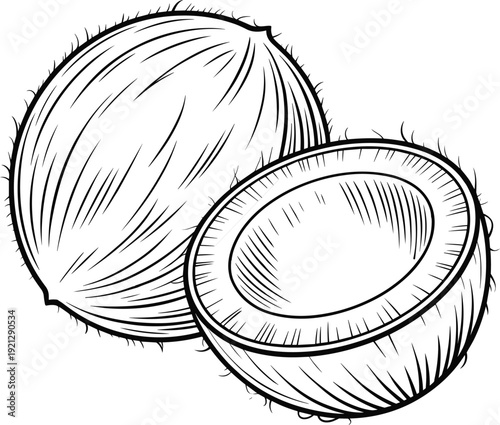 Whole and Halved Coconut with Hairy Texture Line Art Illustration Isolated on White