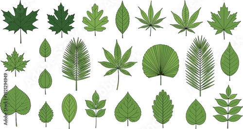 Green tree leaves botanical vector collection for nature design herbal illustration and organic ecology concept