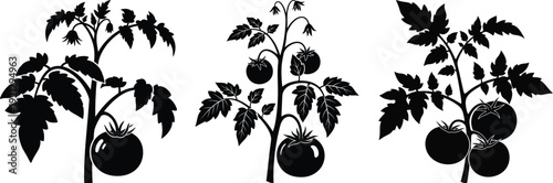 Tomato plant set with black silhouette on white background