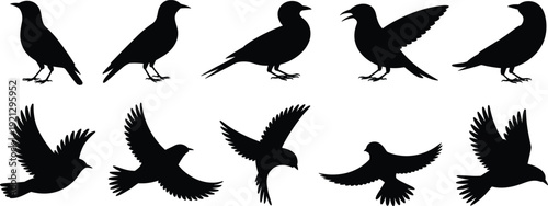 Collection of black silhouettes of birds in various poses, flying and standing wings