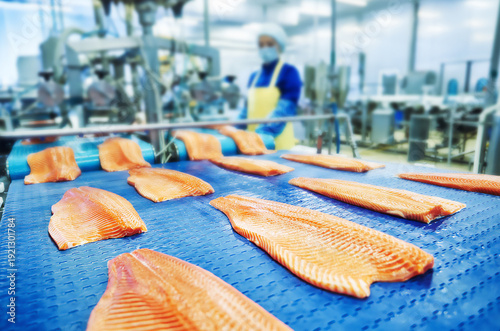 Fresh red sea fish moving along conveyor belt in modern food processing . Selective focus 