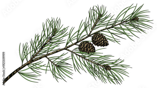 Pine Branch with Cones Isolated on White Background 2.