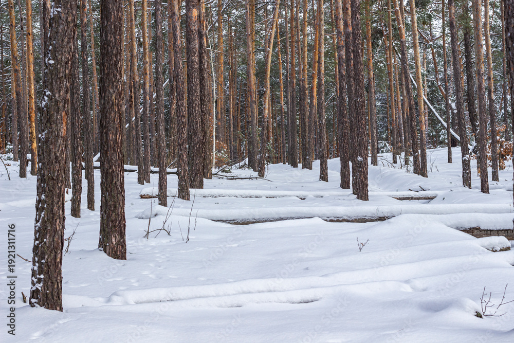 Fototapeta premium Snow and fallen trees on the ground. Pine trunks in a dense pine forest.