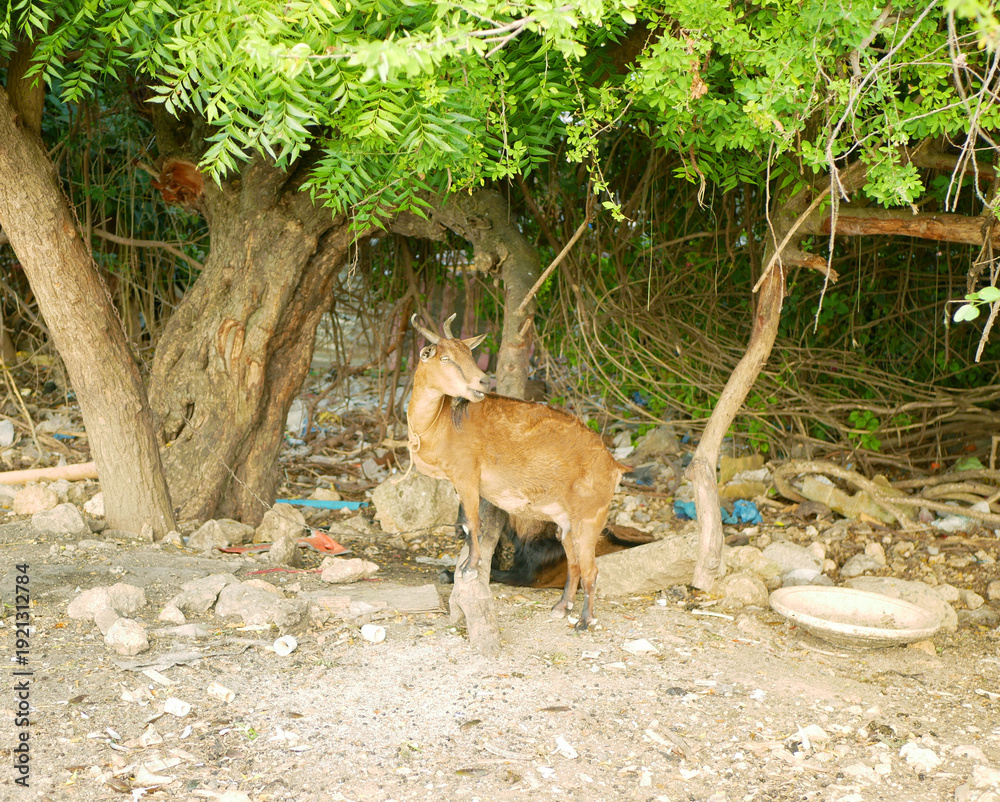 Obraz premium Nanny or doe goat Capra hircus with horn domestic species kept as livestock milking and meat wild animal resting and standing Mactan Cebu under neem tree Azadirachta indica green leaves with small