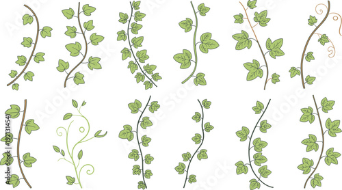 Green leafy vine branch decorative vector set for floral design, botanical borders, nature elements and ornaments