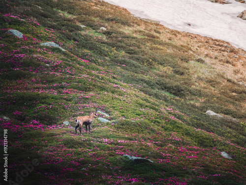 Chamois Among Rhododendron Rodnei Mountains