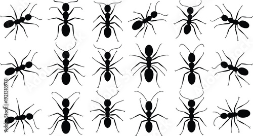 Ant, silhouette, set, black, insect, icons, colony, worker, ants, nature, pest, control, garden, biology, isolated, on, white, background, vector, illustration, bug, collection.