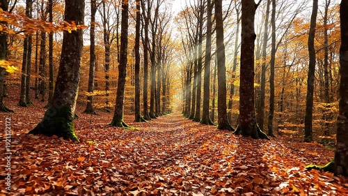 Autumn forest with trees and leaves.