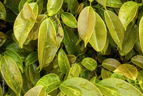 Lush Green Foliage with Dew Drops – Natural Plant Background in Soft Light